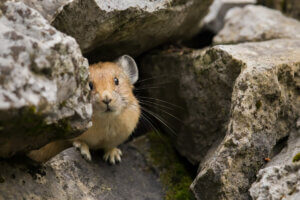 A whistle rabbit among rocks.