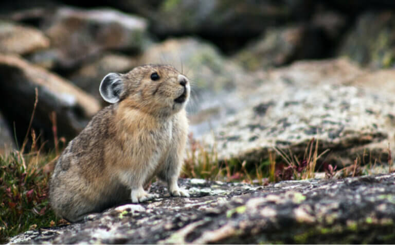 Pikas or Whistle Rabbits: Habitat and Characteristics
