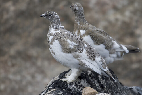 Two ptarmigans on a rock.