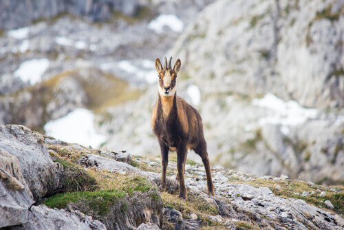 The fauna of the Pyrenees: a Pyrenean chamois.
