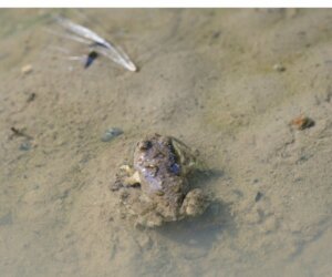 Hall's Water Frog, a Rediscovered Species
