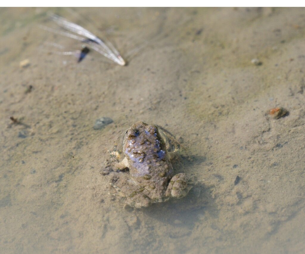 Hall's frog, a rediscovered species