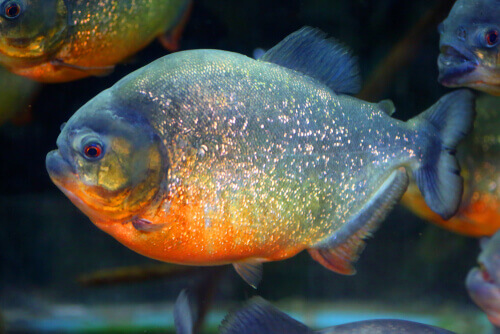 The Amazon Rainforest and its fauna: red-bellied piranha.