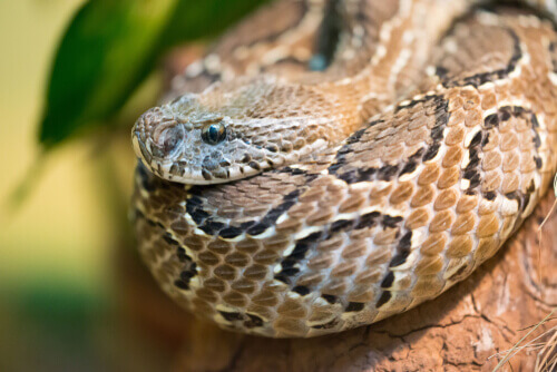 A Russel's viper on a branch.