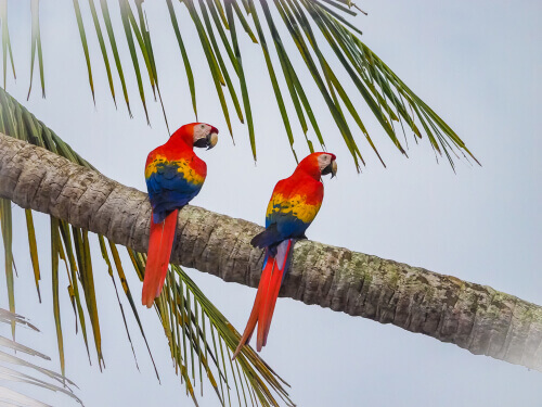 Scarlet macaw lives in the Corcovado National Park.