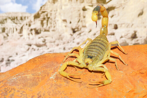 A yellow scorpion.