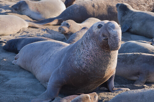 The face of an elephant seal.