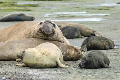 A group of elephant seals lying on the sand.