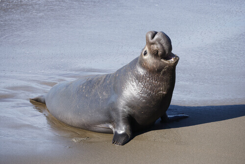 The Elephant Seal, a Lifetime in the Cold
