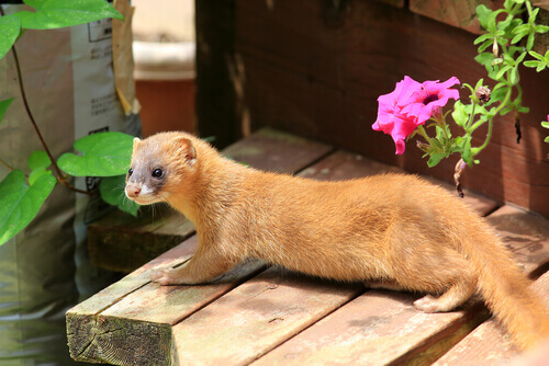 The Siberian weasel.