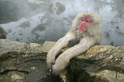 Snow monkey taking a bath.
