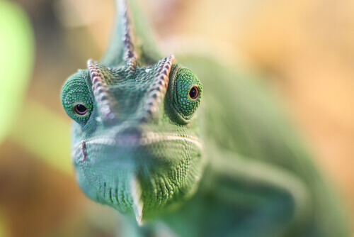 A close up a of a chameleon's face.