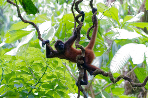 Primates: habitat of the spider monkey.
