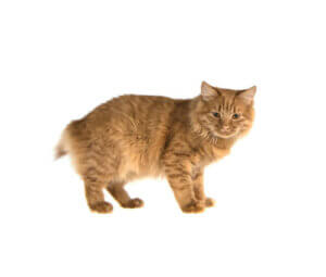 Spina Bifida in Cats