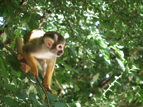 Squirrel monkey and other primates are friends.
