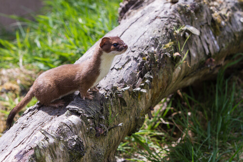 The stoat or short-tailed weasel.