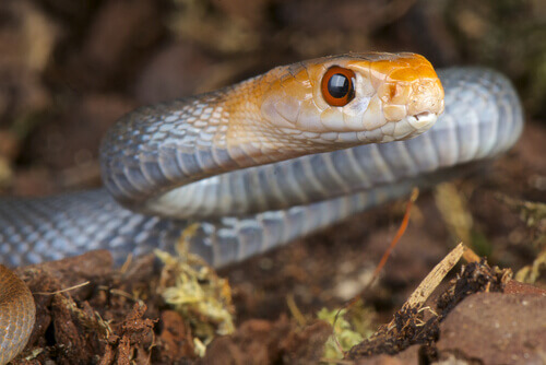 The Taipan snake.