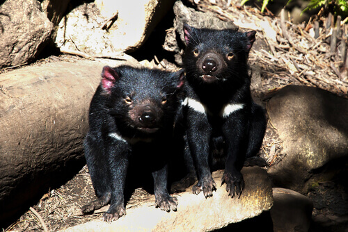 A few Tasmanian Devils.