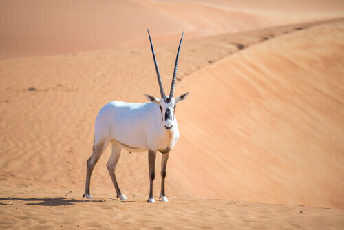 The Arabian oryx.
