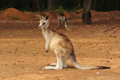 The kangaroo.