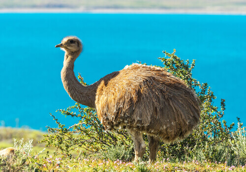 5 Tiere, die im Grasland leben