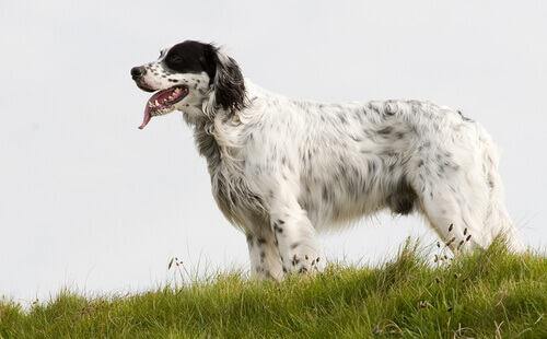Training the English Setter: A Dog Specialized in Bird Hunting