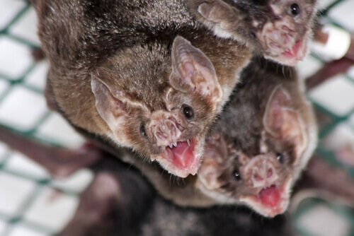 Aggressive vampire bats.