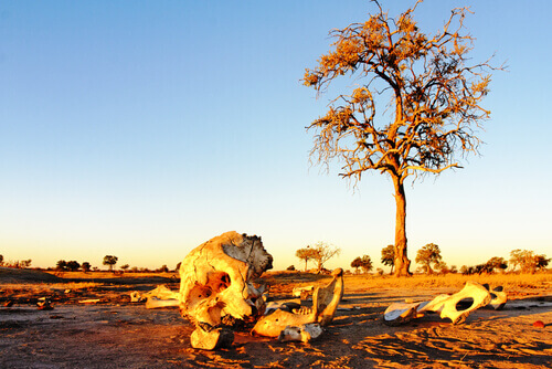 Elephant bones at sunrise.