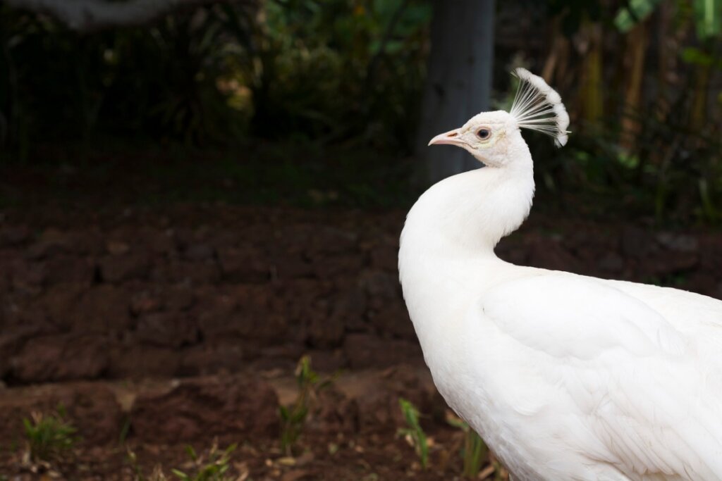 The Curious Case of the Albino Peacock