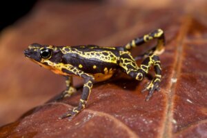 25 Lost Species: A Race Against Time