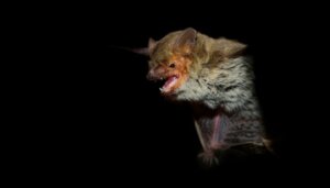Are Bats Blind?