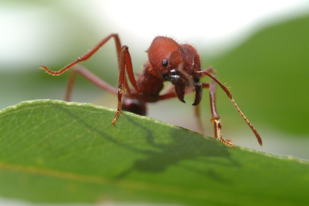 Culona Ants: Habitat and Characteristics
