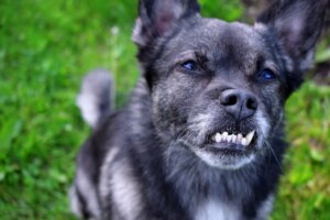 Dental Malocclusion in Dogs: Causes, Consequences and Treatments