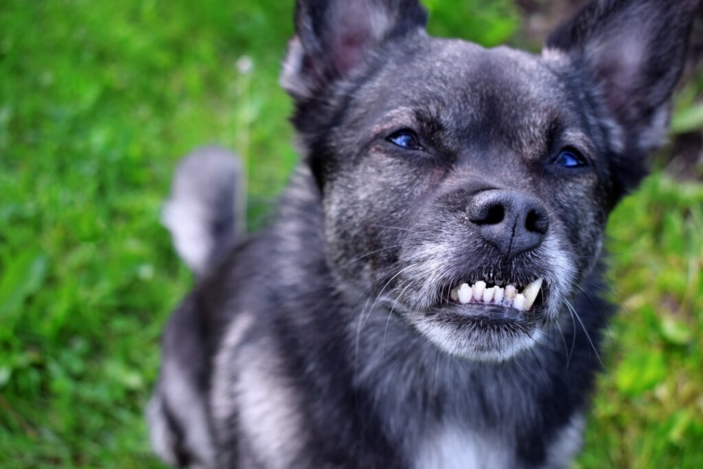 Dental Malocclusion in Dogs: Causes, Consequences and Treatments