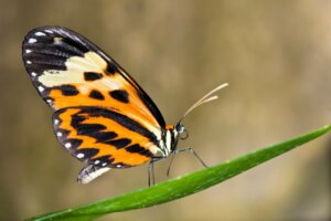 Can Butterflies Change the Color of Their Wings?