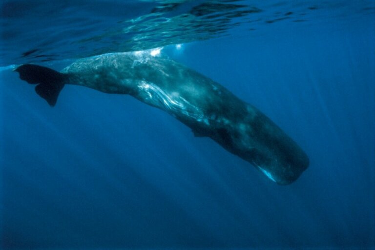 6 Curious Facts About the Sperm Whale