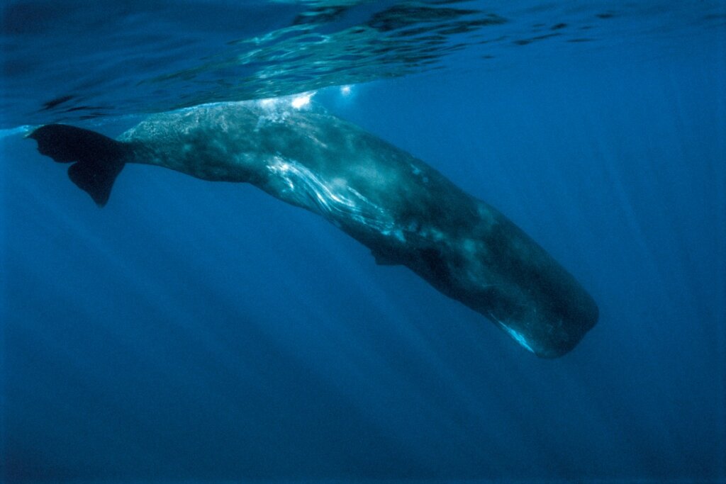 6 Curious Facts About the Sperm Whale