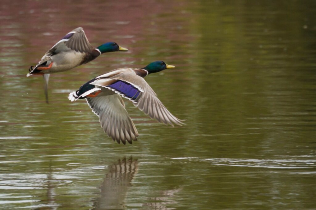 5 Differences Between Ducks and Geese