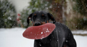 7 Toys Not Recommended for Dogs