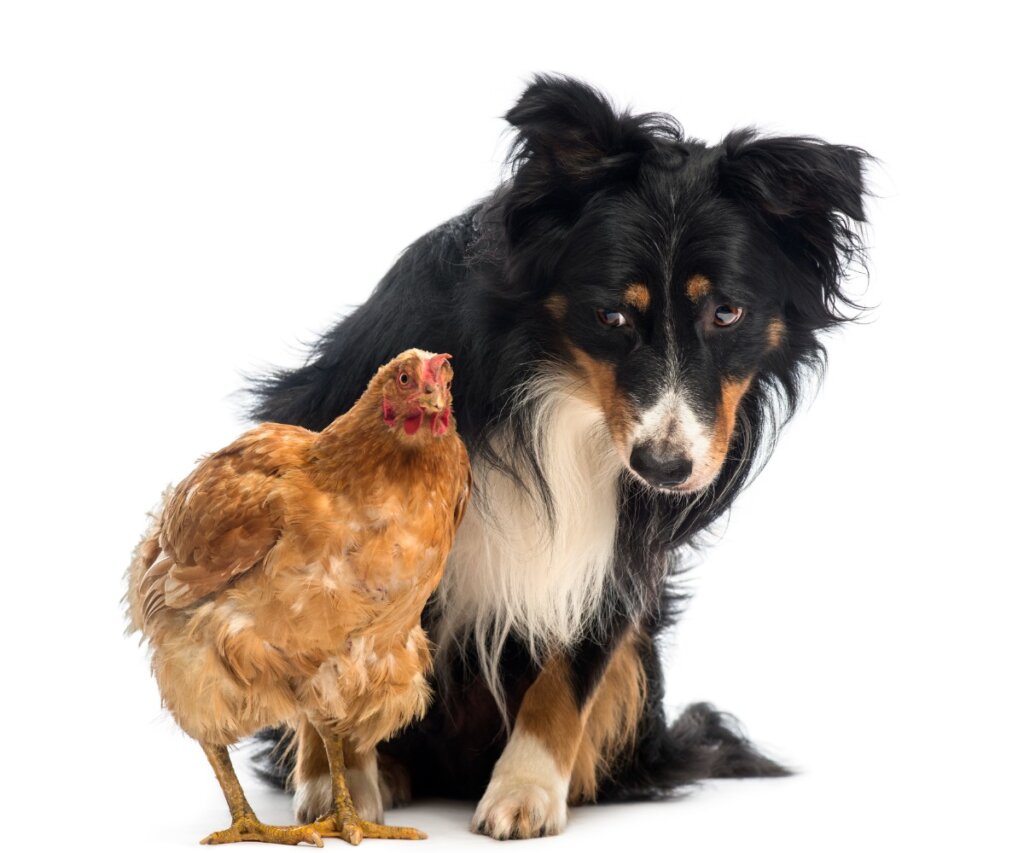 how do i stop my dog from attacking chickens