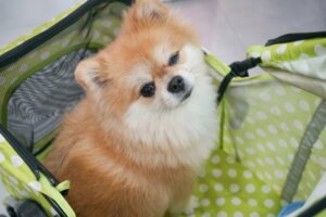 Daycare for Dogs: Advantages and Disadvantages