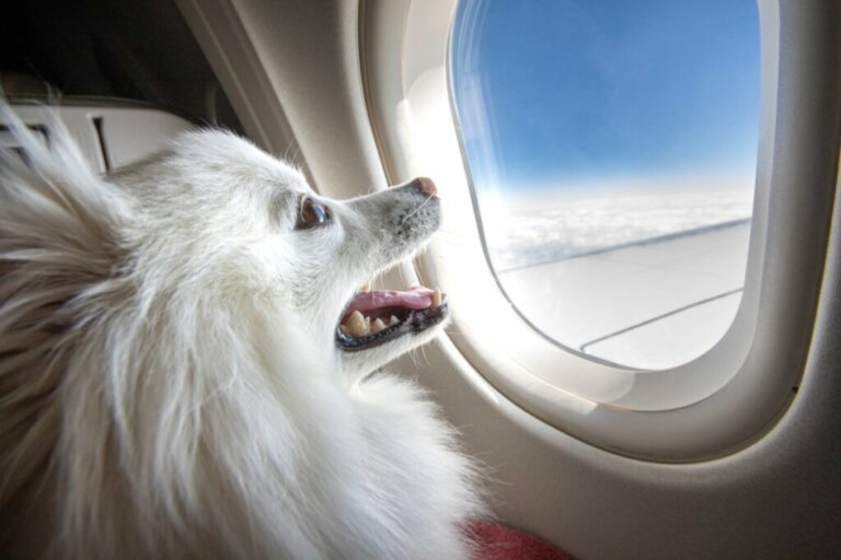 What Breeds of Dogs Can't Travel by Plane?