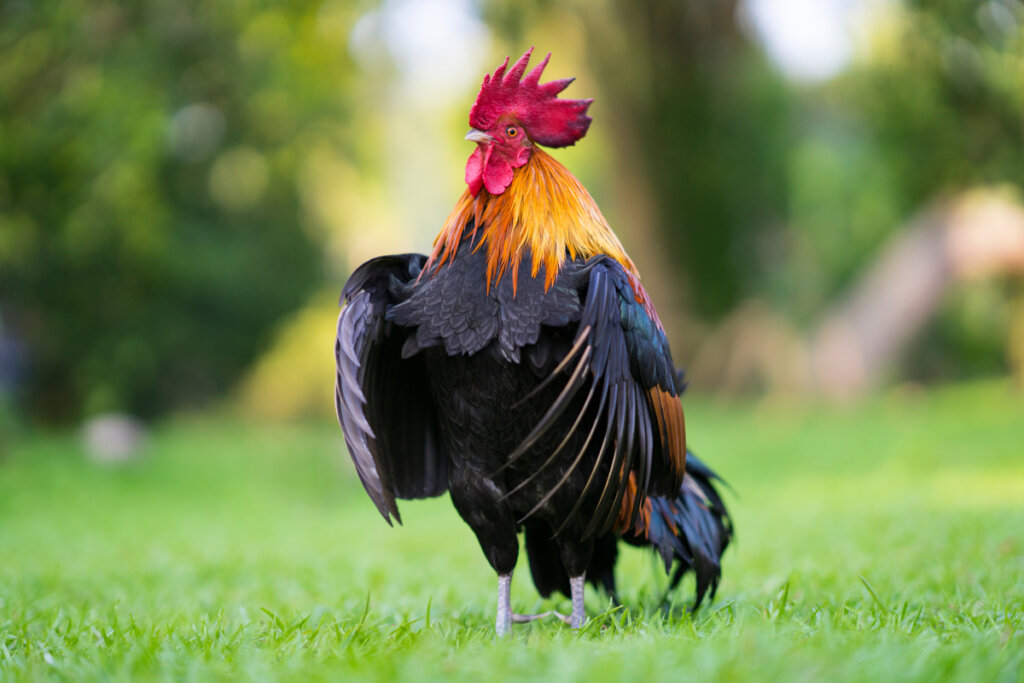 Why Do Roosters Crow?
