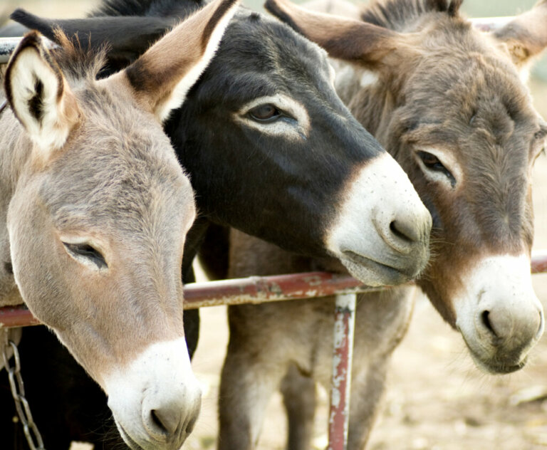 Burrolandia: A Refuge for Abused Donkeys
