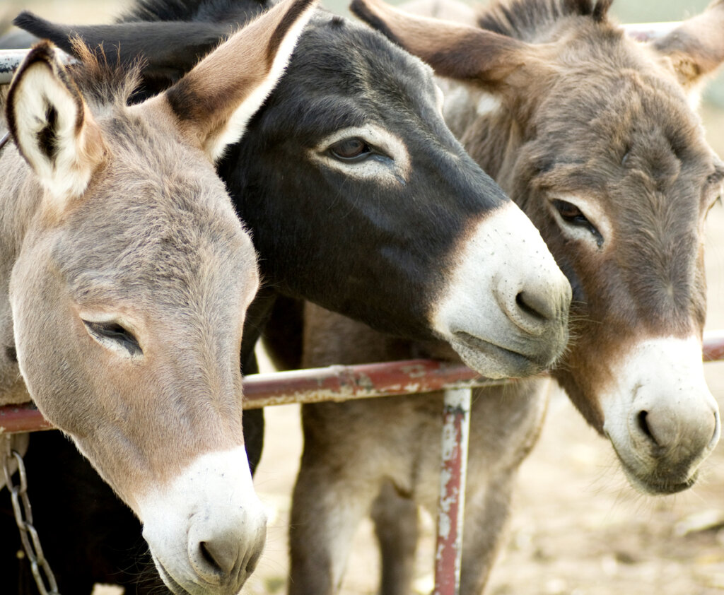 Mexican Donkey Shows Video