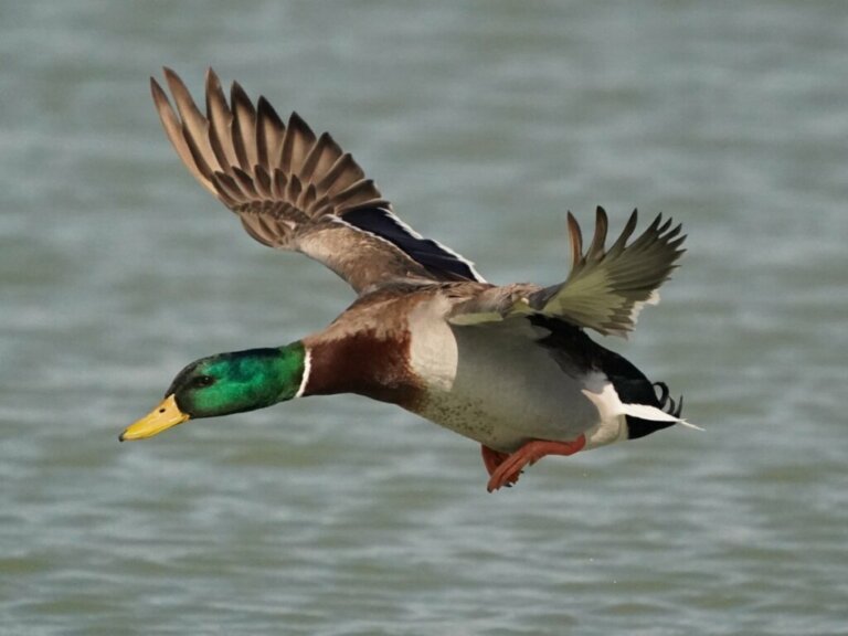 Can Ducks Fly?