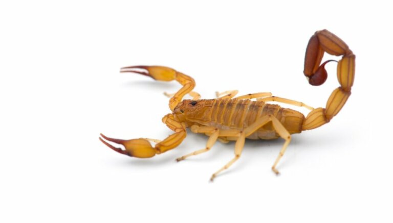 The Arizona Bark Scorpion: Everything You Need to Know
