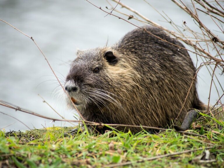 5 Differences Between Beavers and Coypus