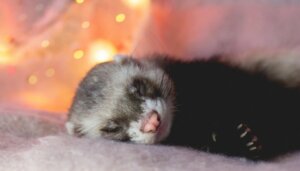 How to Bathe Your Ferret Correctly