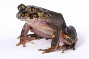 Do Frogs with Hair Exist?